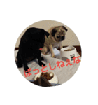 こめきち家の犬たち(その1)（個別スタンプ：5）