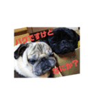 こめきち家の犬たち(その1)（個別スタンプ：6）