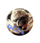 こめきち家の犬たち(その1)（個別スタンプ：7）