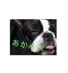 こめきち家の犬たち(その1)（個別スタンプ：8）