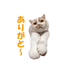 ホイホイスタンプ（個別スタンプ：3）