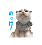 ホイホイスタンプ（個別スタンプ：5）