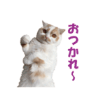 ホイホイスタンプ（個別スタンプ：6）