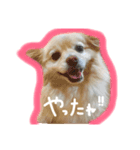 popとminkの日常スタンプ（個別スタンプ：3）