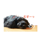 うちのてんちむ（個別スタンプ：1）