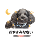 うちのてんちむ（個別スタンプ：5）