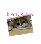ドンノブボム⑤（個別スタンプ：4）