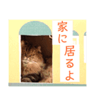 ドンノブボム⑤（個別スタンプ：5）
