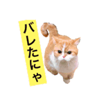 ドンノブボム⑤（個別スタンプ：7）