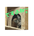 ドンノブボム⑤（個別スタンプ：10）