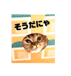 ドンノブボム⑤（個別スタンプ：12）