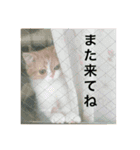 ドンノブボム⑤（個別スタンプ：16）
