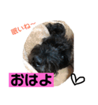 黒犬わんこ2❤（個別スタンプ：1）
