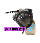 黒犬わんこ2❤（個別スタンプ：6）