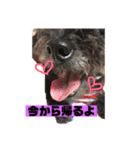 黒犬わんこ2❤（個別スタンプ：7）
