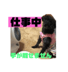 黒犬わんこ2❤（個別スタンプ：10）