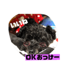 黒犬わんこ2❤（個別スタンプ：11）