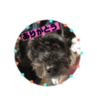 黒犬わんこ2❤（個別スタンプ：13）