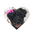 黒犬わんこ2❤（個別スタンプ：15）