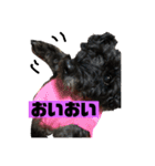 黒犬わんこ2❤（個別スタンプ：16）