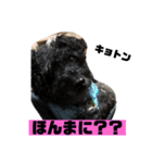 黒犬わんこ2❤（個別スタンプ：17）