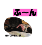 黒犬わんこ2❤（個別スタンプ：18）