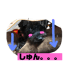 黒犬わんこ2❤（個別スタンプ：19）