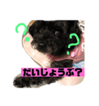 黒犬わんこ2❤（個別スタンプ：20）