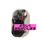 黒犬わんこ2❤（個別スタンプ：22）