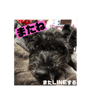 黒犬わんこ2❤（個別スタンプ：24）