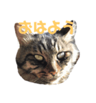 いなかねこ てぃーさんの いちにち①（個別スタンプ：1）