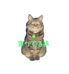 いなかねこ てぃーさんの いちにち①（個別スタンプ：4）