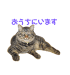 いなかねこ てぃーさんの いちにち①（個別スタンプ：5）
