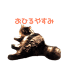 いなかねこ てぃーさんの いちにち①（個別スタンプ：7）