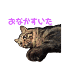 いなかねこ てぃーさんの いちにち①（個別スタンプ：8）