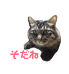 いなかねこ てぃーさんの いちにち①（個別スタンプ：9）