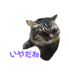 いなかねこ てぃーさんの いちにち①（個別スタンプ：10）