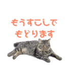 いなかねこ てぃーさんの いちにち①（個別スタンプ：11）