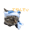 いなかねこ てぃーさんの いちにち①（個別スタンプ：12）