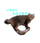 いなかねこ てぃーさんの いちにち①（個別スタンプ：13）