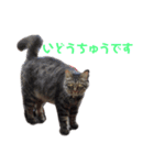 いなかねこ てぃーさんの いちにち①（個別スタンプ：14）