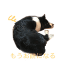 ボーダーコリーのジュノ（個別スタンプ：3）