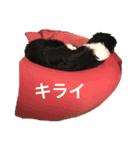 ボーダーコリーのジュノ（個別スタンプ：5）