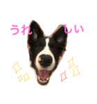 ボーダーコリーのジュノ（個別スタンプ：10）