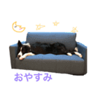 ボーダーコリーのジュノ（個別スタンプ：11）
