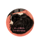 ボーダーコリーのジュノ（個別スタンプ：12）