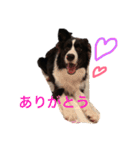 ボーダーコリーのジュノ（個別スタンプ：14）