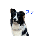 ボーダーコリーのジュノ（個別スタンプ：16）
