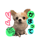 ギズモの日常（個別スタンプ：2）