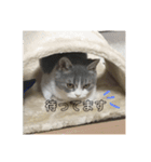 セルカのうめち（個別スタンプ：4）